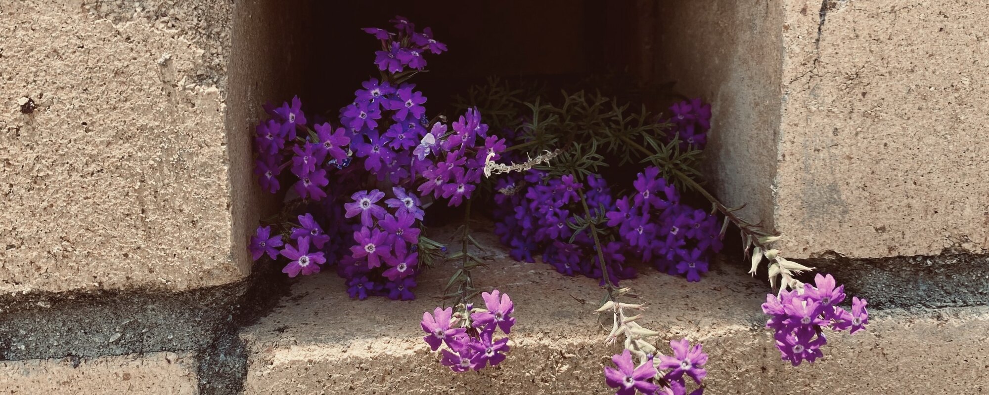Purple verbena flowers resting in an open niche in a brick wall